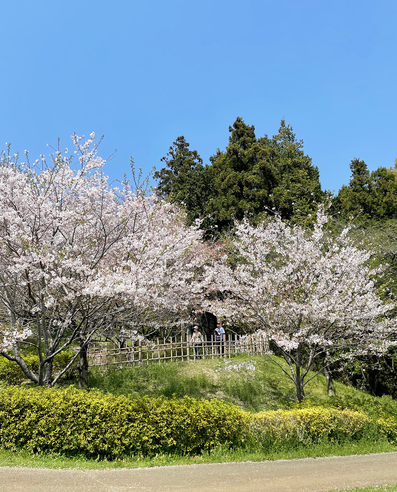 津久井湖城山公園パークセンターの春の桜の様子