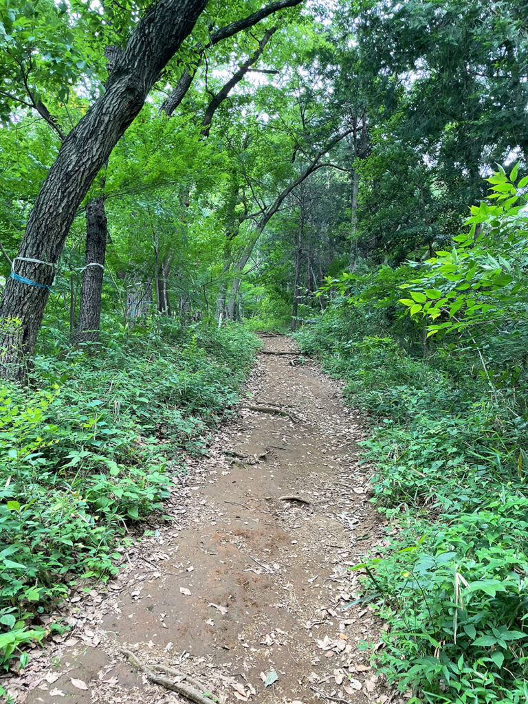 鳶尾山ハイキングコース山道2