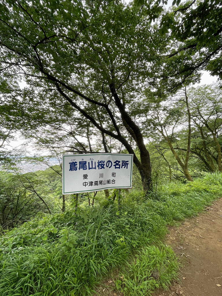 鳶尾山ハイキング鳶尾山桜の名所