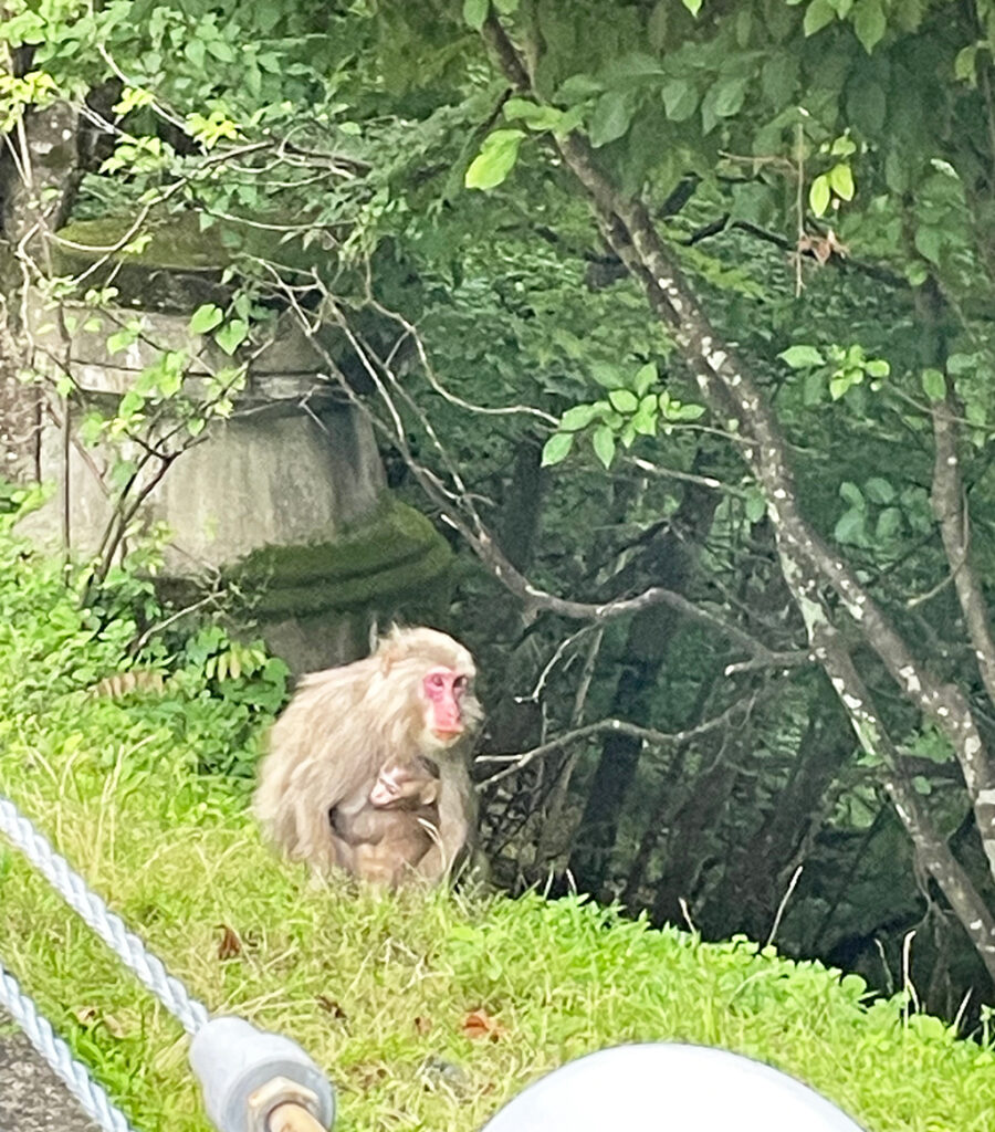 奥多摩の親子猿