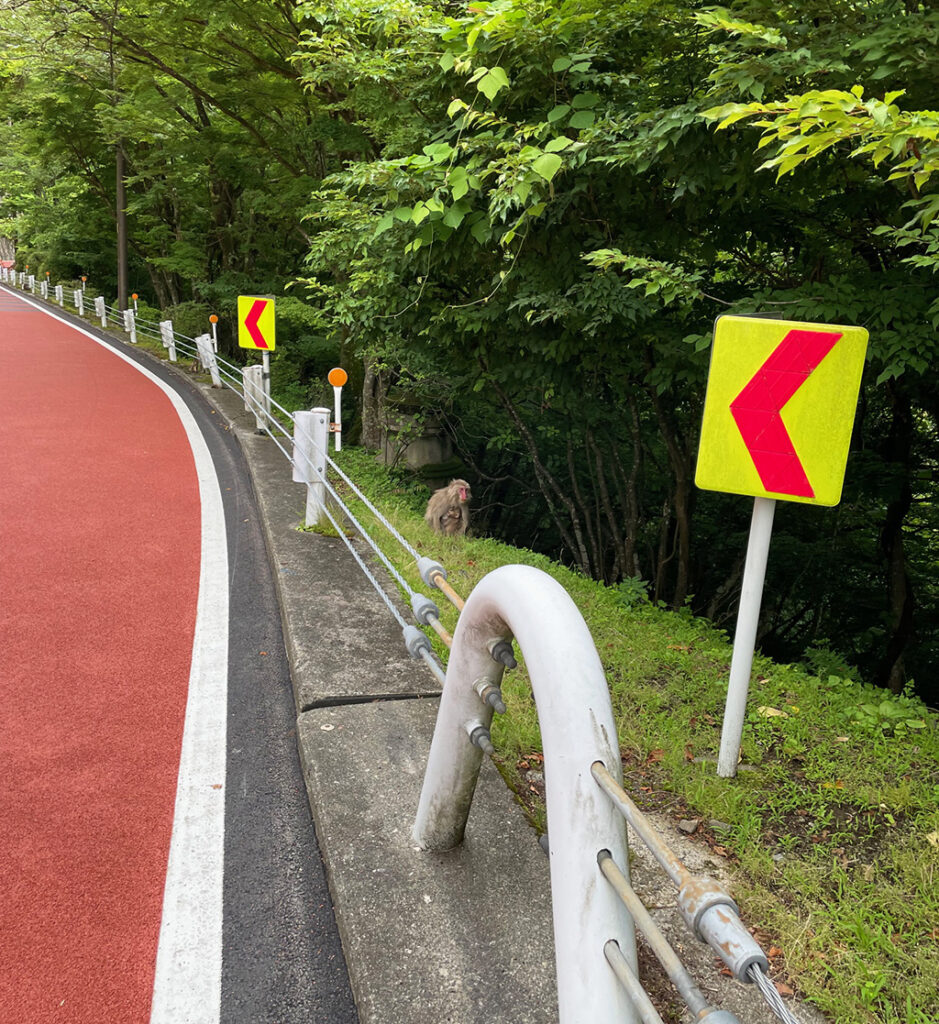 奥多摩の親子猿