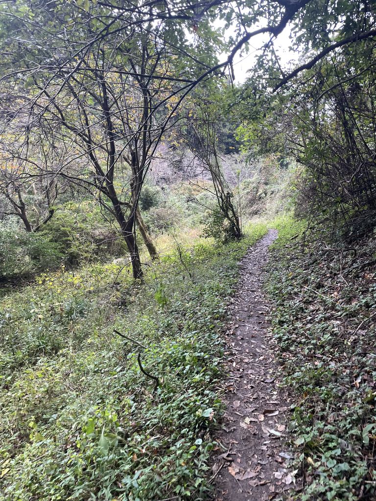 赤ぼっこの山道を下る