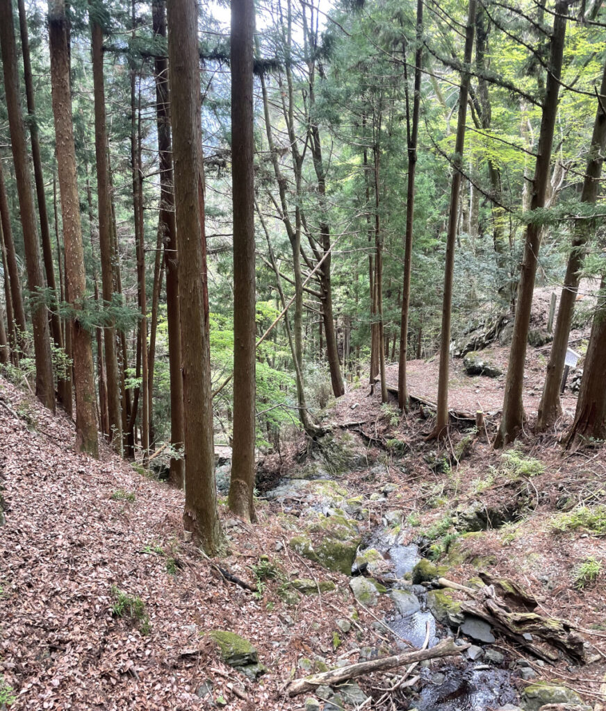奥多摩の山