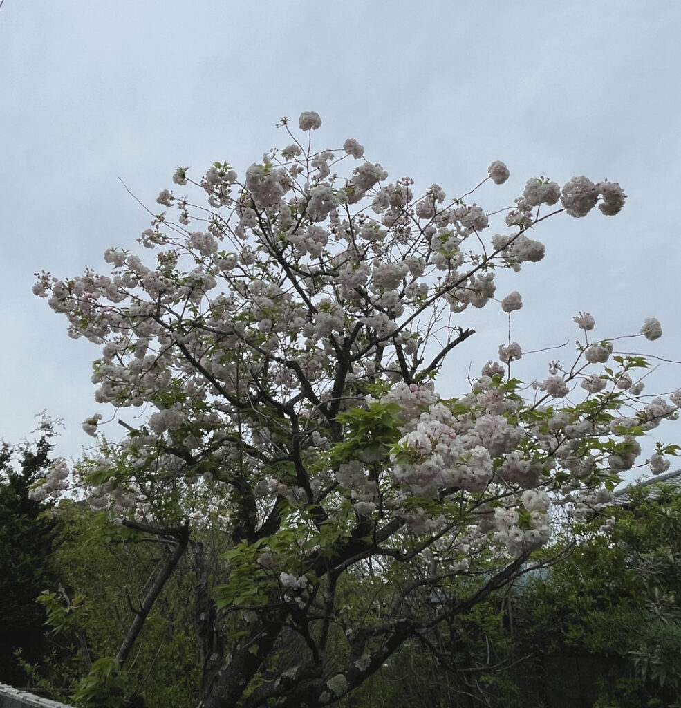 青梅駅へ向かう途中の桜